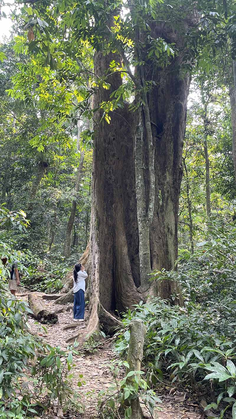 Hiking Trails Near Hanoi - cuc phuong national park